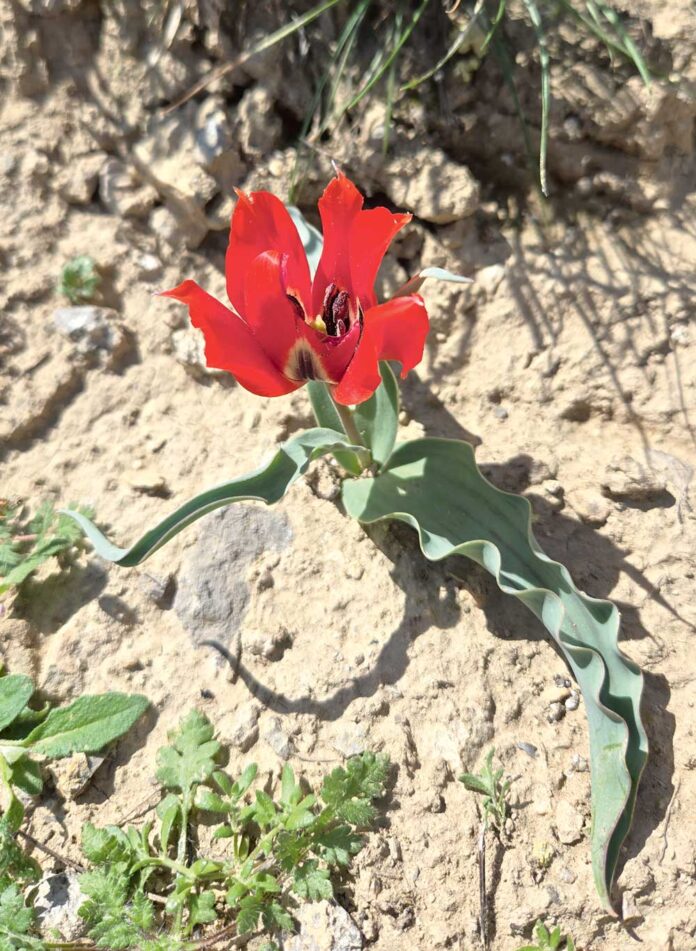 cigildem-Tulipa micheliana 20260404