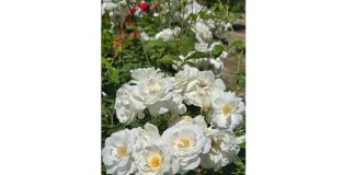 Gül syýahatçylygynyň täze ugurlary kesgitlendi