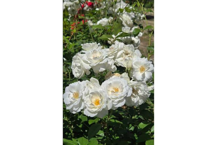 Gül syýahatçylygynyň täze ugurlary kesgitlendi