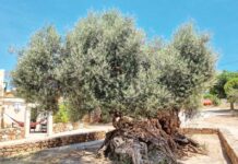 Miwe berýän iň garry agaç