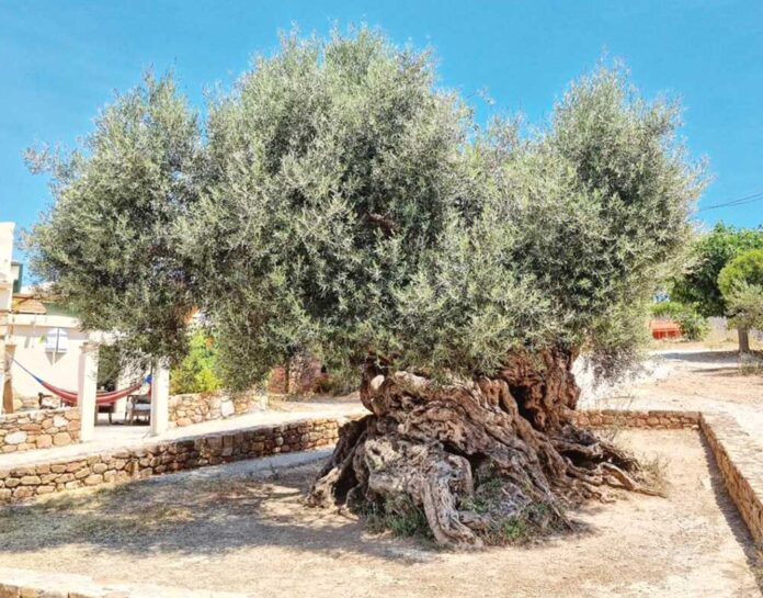 oldest-olive-tree-giving-fruit-zeytun