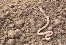 Ýagyş gurçugy näme üçin ýeriň ýüzüne çykýar?