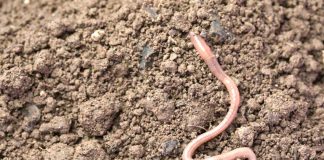 Ýagyş gurçugy näme üçin ýeriň ýüzüne çykýar?