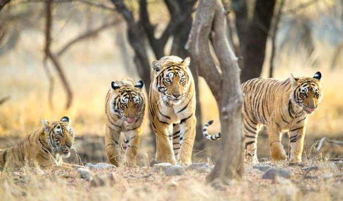 bengal-tigers-gaplan