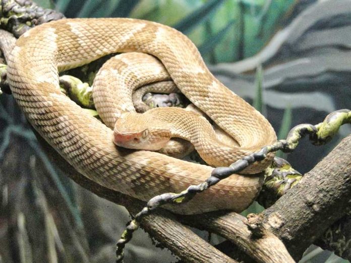 jararaca-ilhoa-island-with-snake