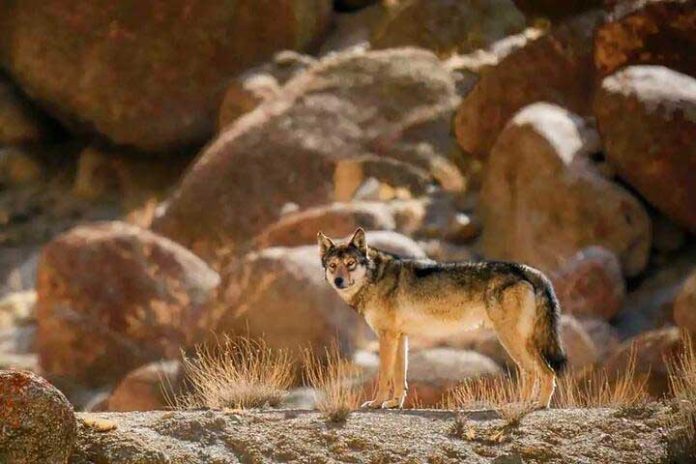 kkhipshang-wild-animal-wolf-himalai
