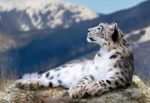 Kyrgyzstan’s Chon-Kemin to host snow leopard Eco festival