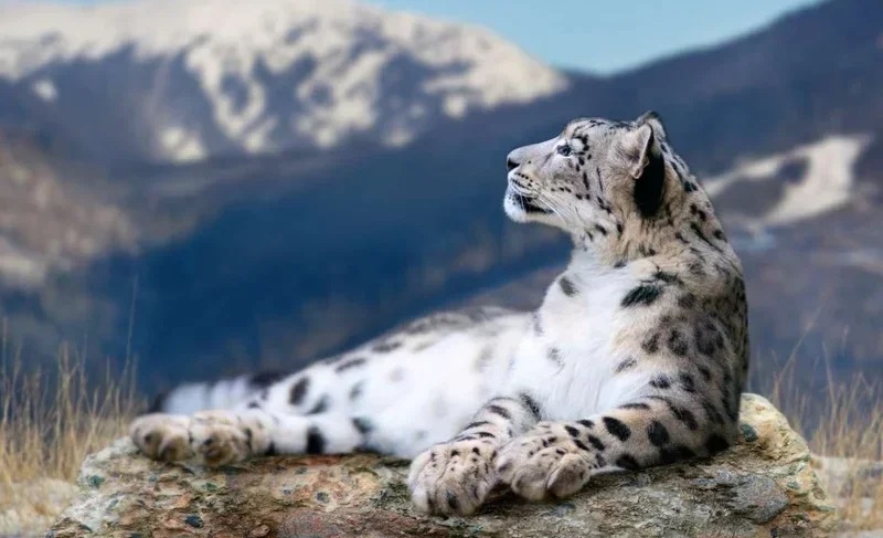 Kyrgyzstan's Chon-Kemin to host snow leopard ecofestival