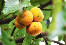 Santol – injire meňzeş täsin miwe