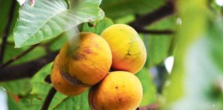 Santol – injire meňzeş täsin miwe