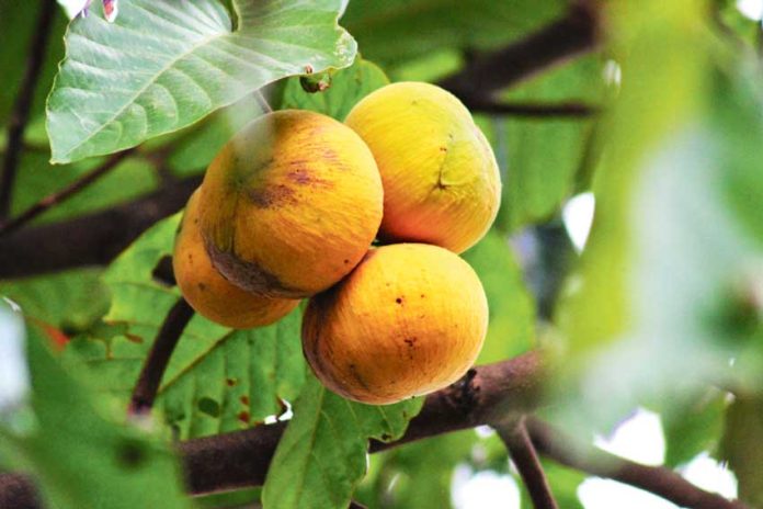 Sandoricum-koetjape-yabany-mongistin