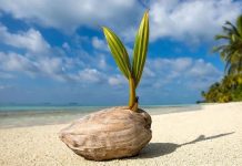 Indoneziýada daýhanlara ýokary hasylly kakao we kokos nahallary muzdsuz berler