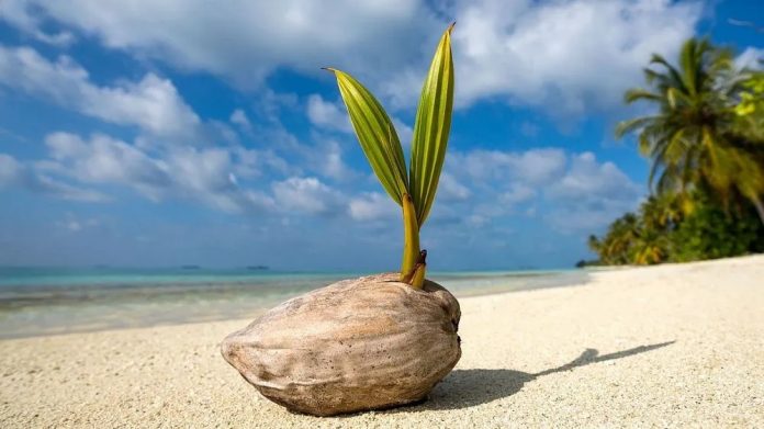 cocos bean seaside