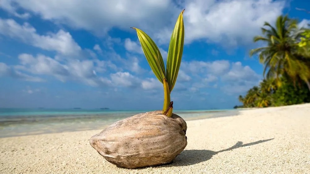 cocos bean seaside