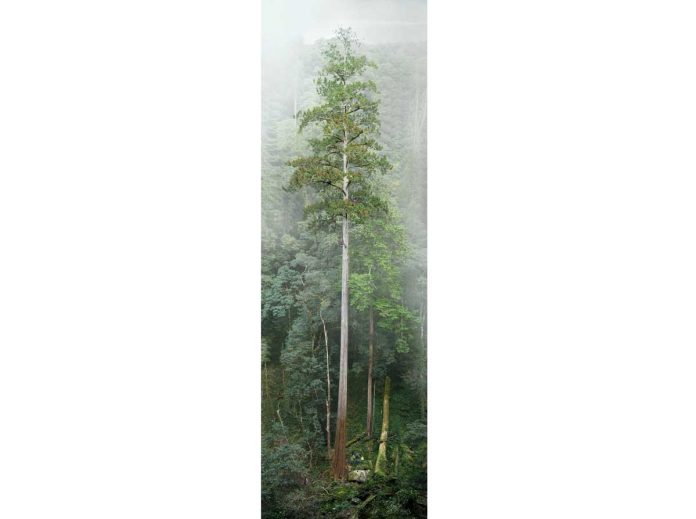 hugest tallest-tree-asia taiwan