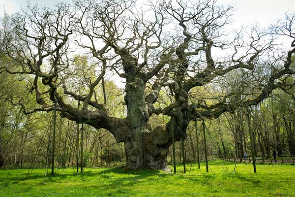 major-oak-dub-agajy-robin-hood