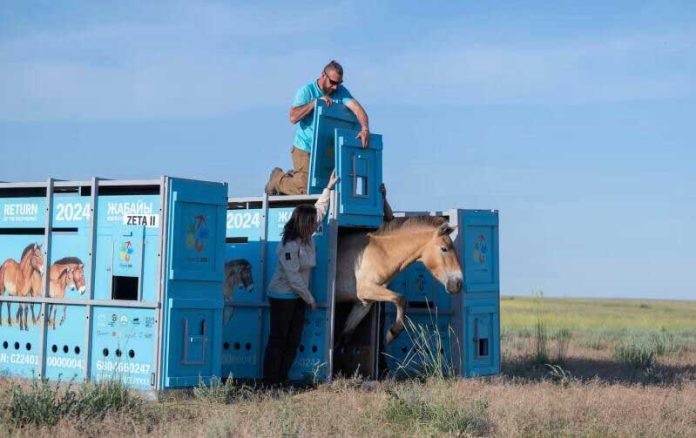 prezevalski-horse-atlary-gazagystan-kazakhstan