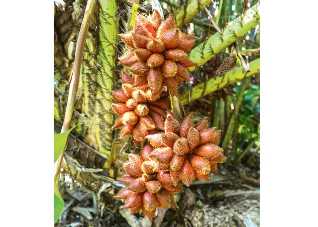 salak-miwe-zalack