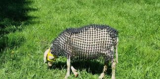 Goýunlar üçin gorag sowudy