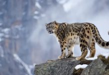 Kyrgyzstan to launch scientific and rehabilitation center for wild animals