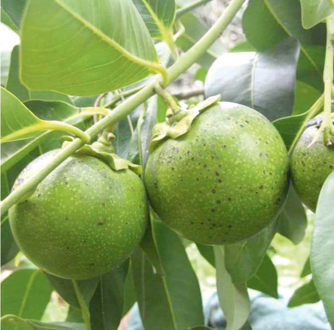 Chocolate-Pudding-Fruit-Tree-Black-Sapote