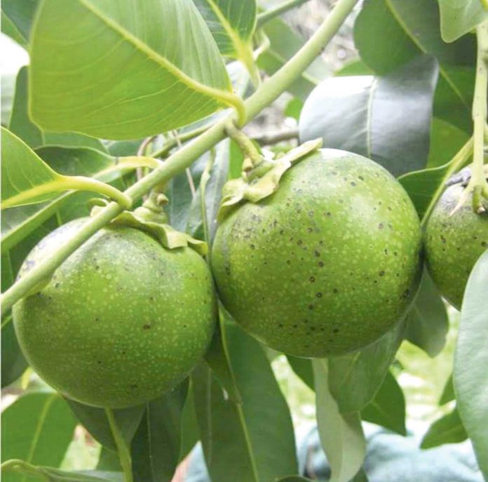Chocolate-Pudding-Fruit-Tree-Black-Sapote