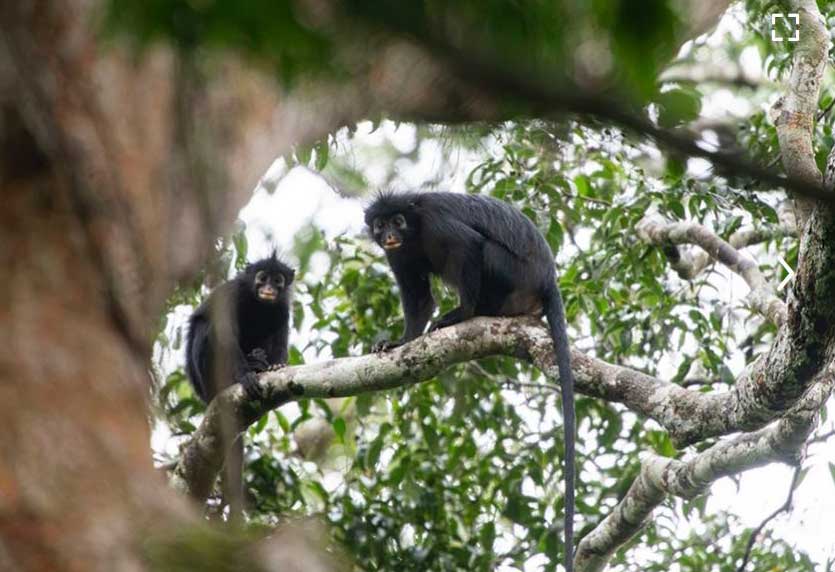 Colobus-congoensis-monkey congo