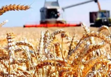 Daşoguzly gallaçylar 265 müň tonnadan gowrak hasyl ýygnadylar