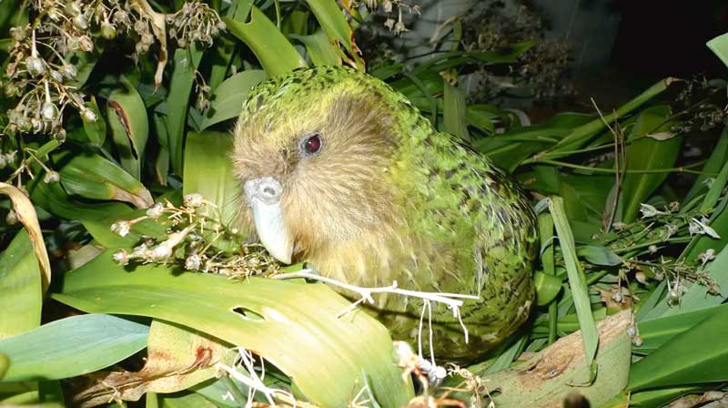 Micropsitta-pusio-parrot-toty-gush