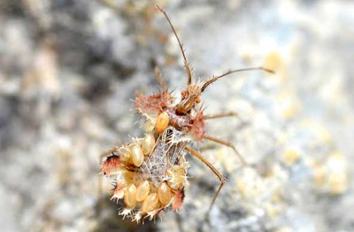 Phyllomorpha-laciniata-leaf-shaped-spider-mor-mojek