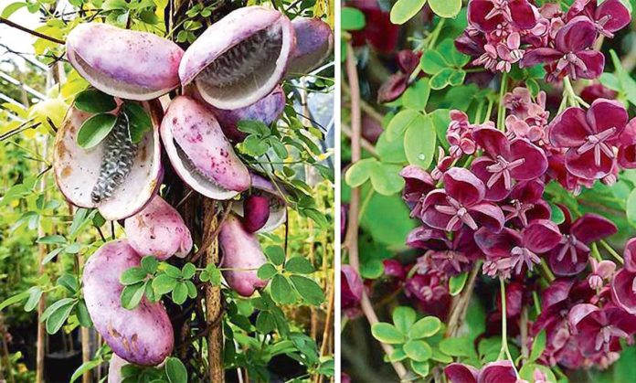 akebi-japan-fruit