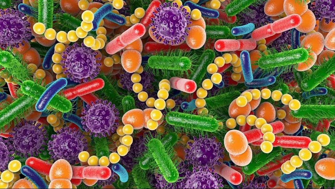 bacteria-health