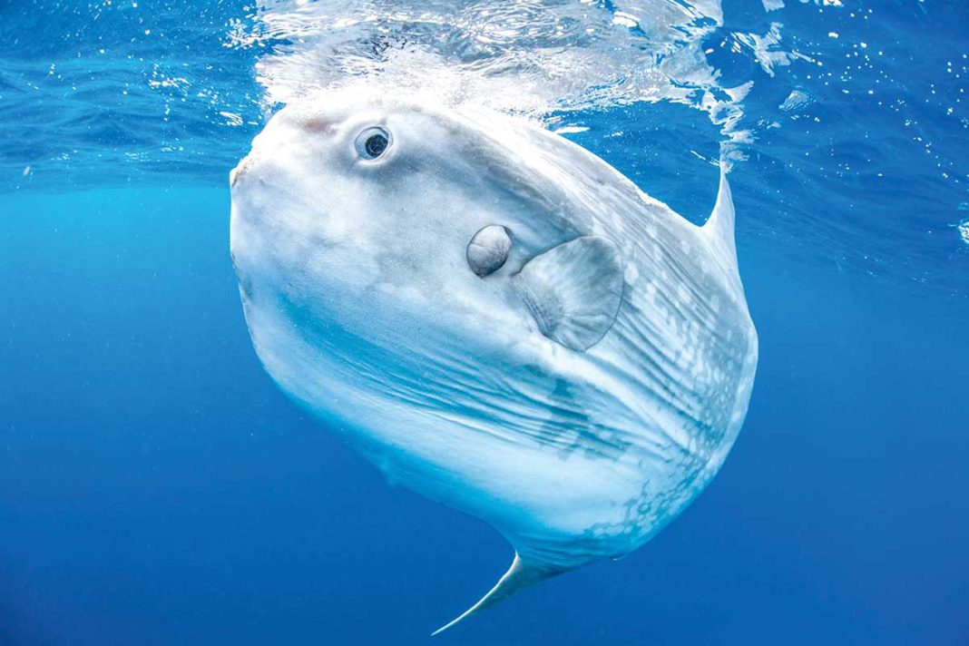 gunesh balyk fish