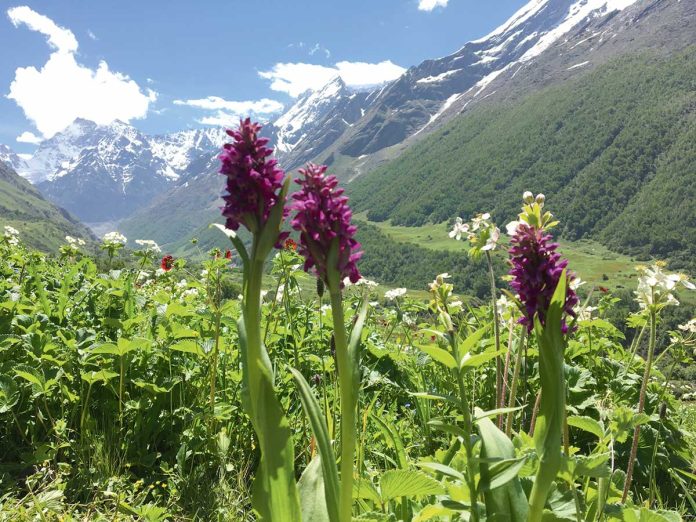 india-hindistan-valley nature