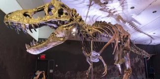 Tirannozawryň skeleti rekord bahadan satyldy