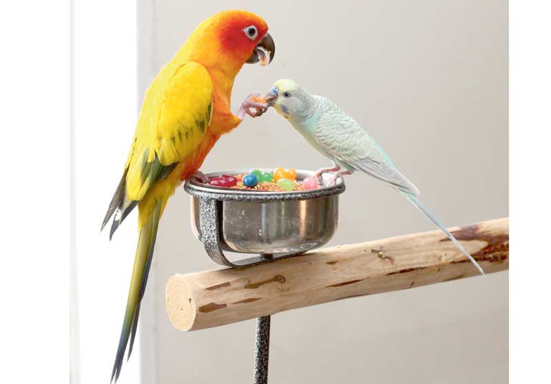 parrot-totu-muhabbet-kushu