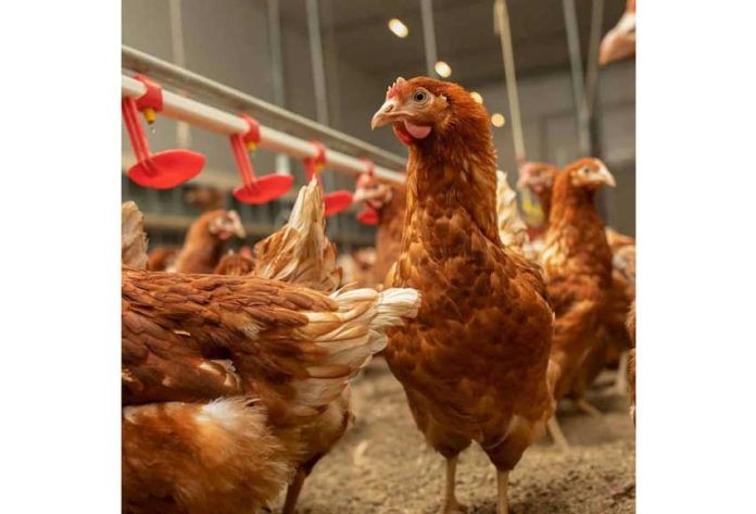 towuk-ferma-hen
