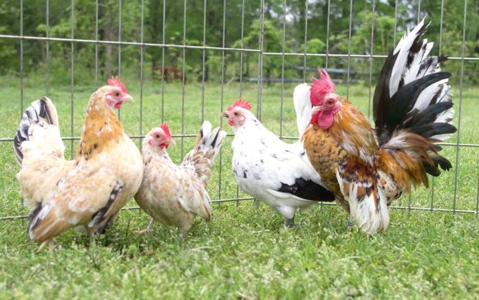 towuk-hem-cock-chick-ArchersAcres