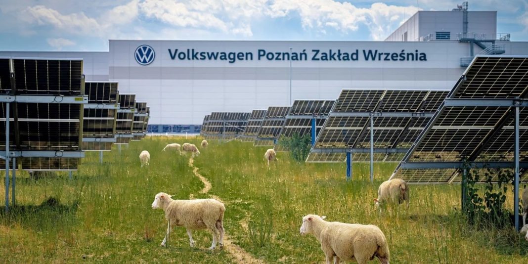 volkswagen sheep workers