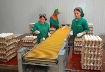 Частный сектор Туркменистана увеличивает экспорт птицеводческой продукции