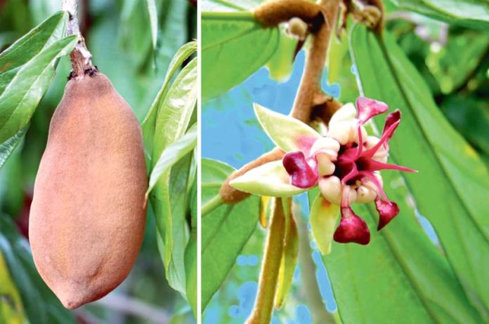 Cupuaçu-Theobroma-grandiflorum-chocolate-fruit