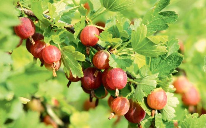 Grossularia-kryzownik