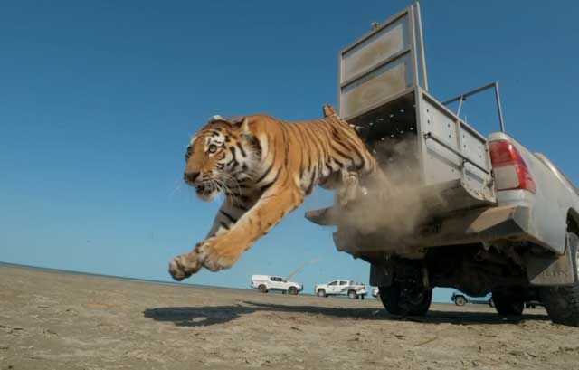 amur-gaplany-tiger