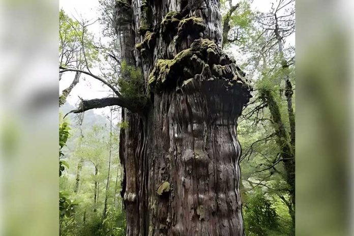chile-oldest-tree-5000-year