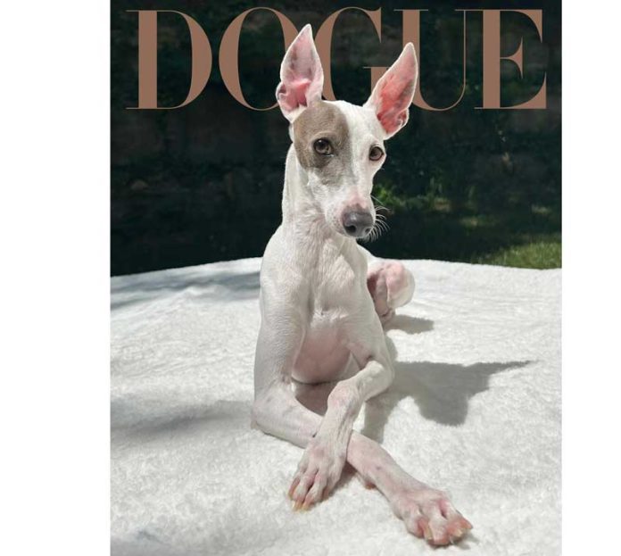 dogue-most-beautiful-dog