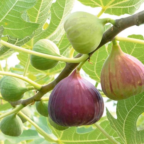 In­ji­riň sag­ly­ga peý­da­sy