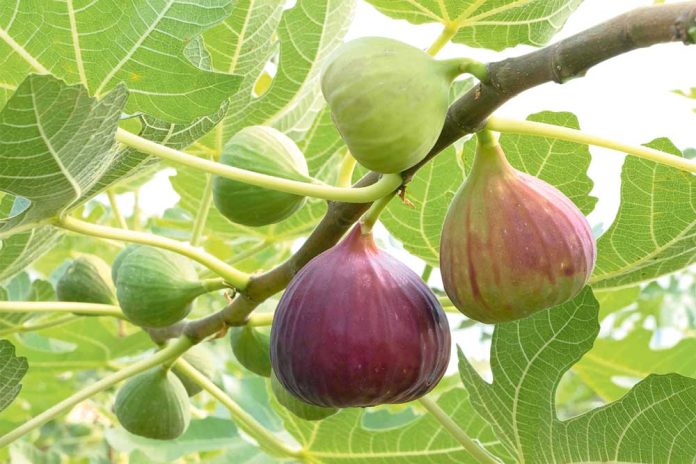 fig-figs-black-fig