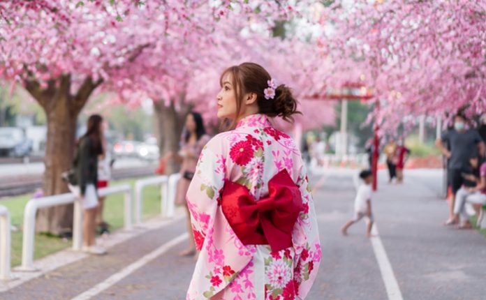 woman in yukata (kimono dress) looking sakura flower or cherry b