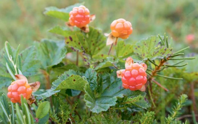 moroshka Rubus chamaemorus