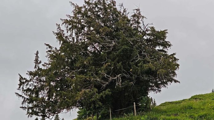 oldest tree in germany